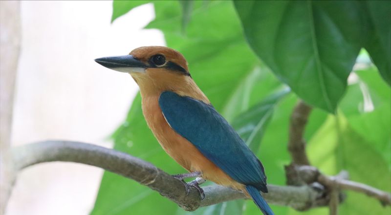 The Role Of Zoos In Reintroducing The Guam Kingfisher