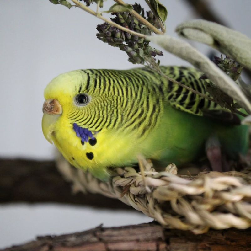 Budgies Face Starvation In The Wild