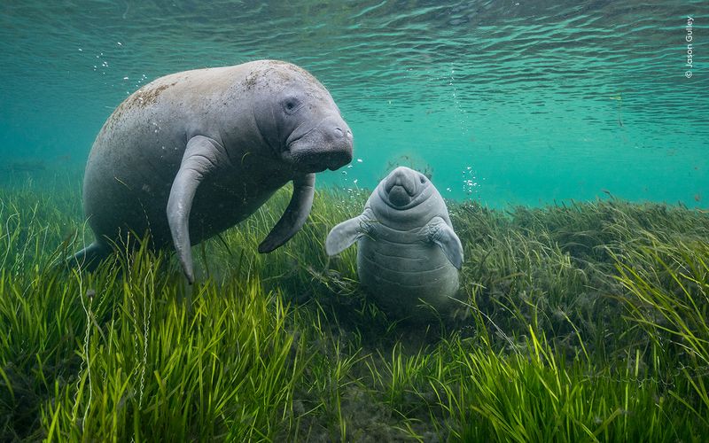 Manatees: Slow-Moving Sea Angels