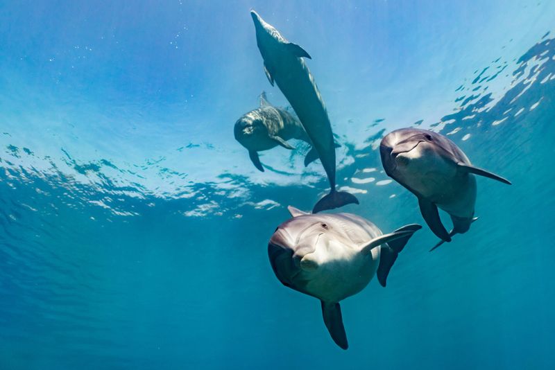 Dolphins: Guardians Of The Deep