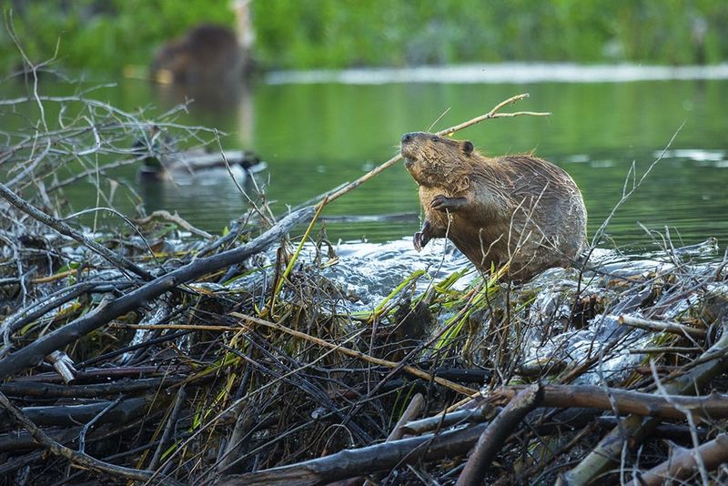Beavers