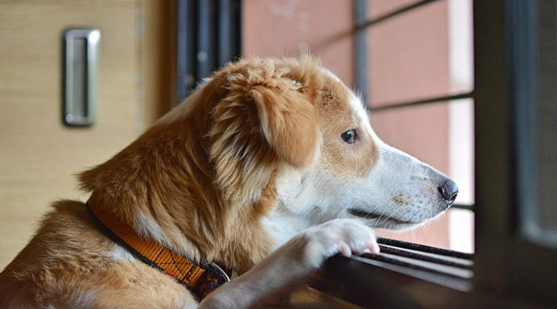 Separation Anxiety Needs Gradual Training