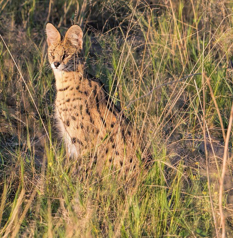 Serval
