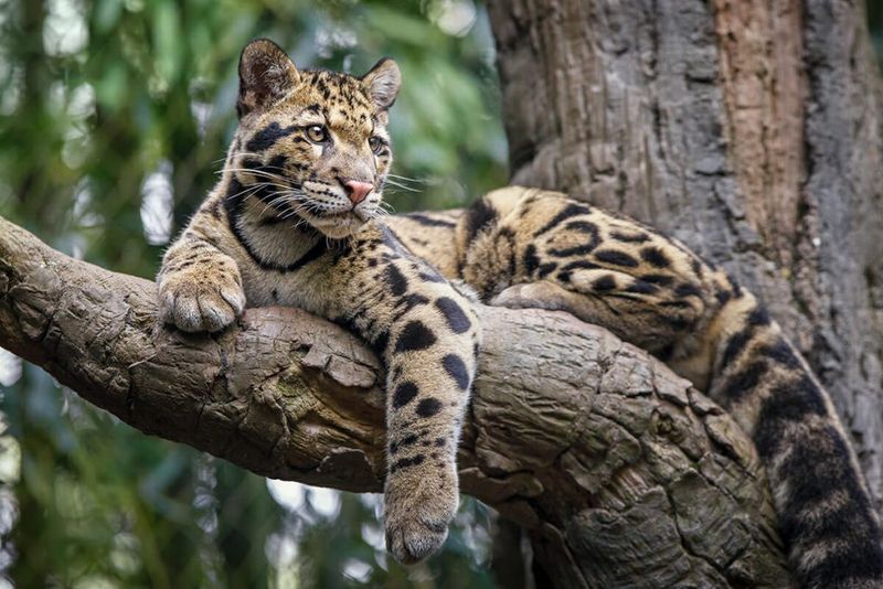 Clouded Leopard