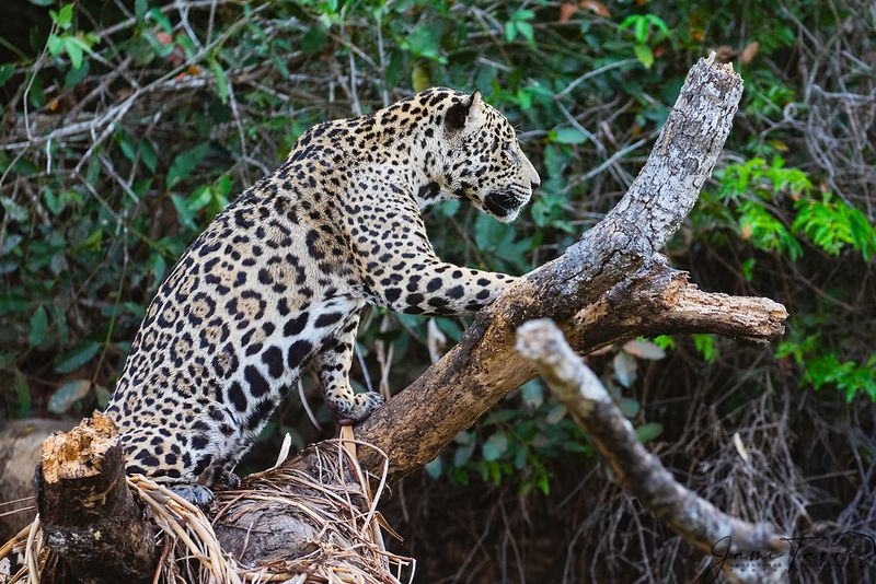 Jaguar