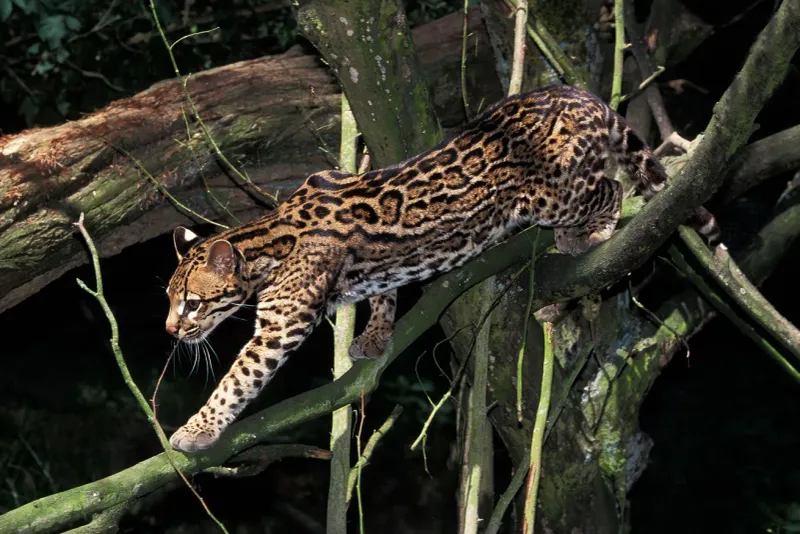 Ocelot