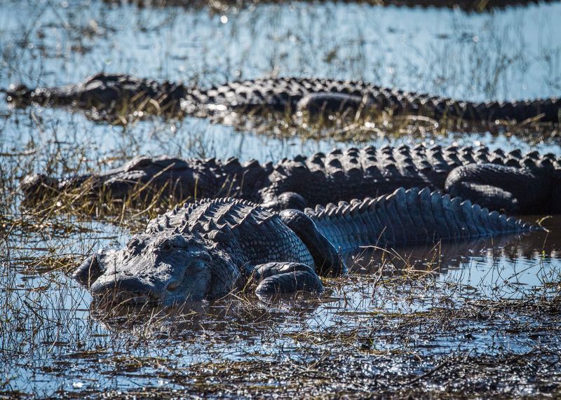 How Alligators Shape The Everglades Ecosystem