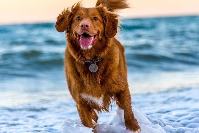 Nova Scotia Duck Tolling Retriever: The Foxlike Fetcher