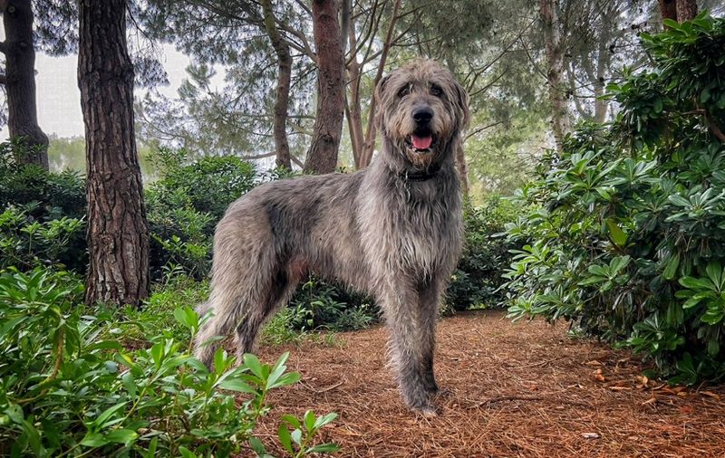 Irish Wolfhound