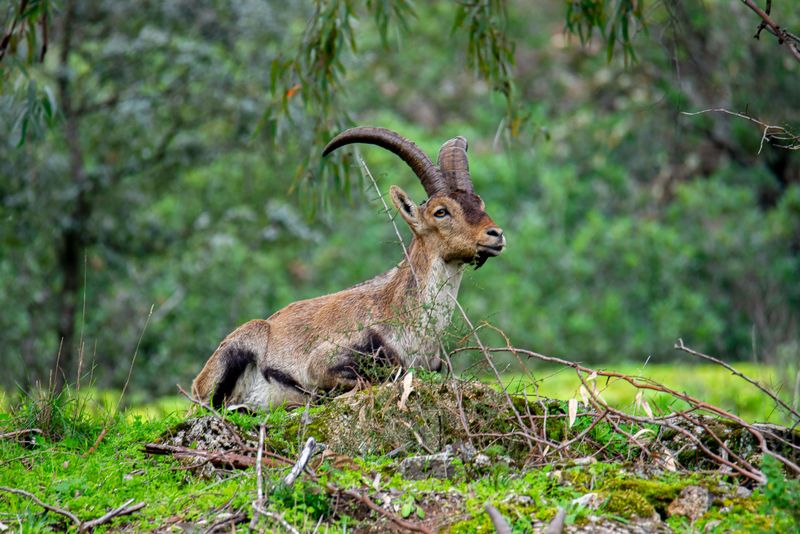 Pyrenean Ibex