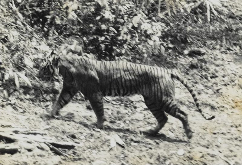 Javan Tiger: Indonesia's Striped Predator