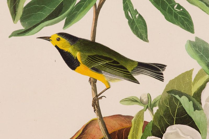 Bachman's Warbler
