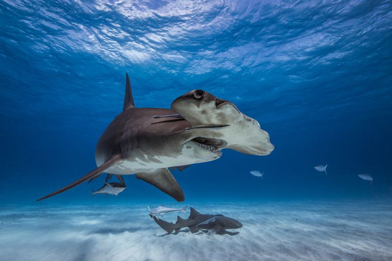 Great Hammerhead Shark