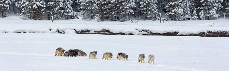 Gray Wolves: The Relentless Rovers