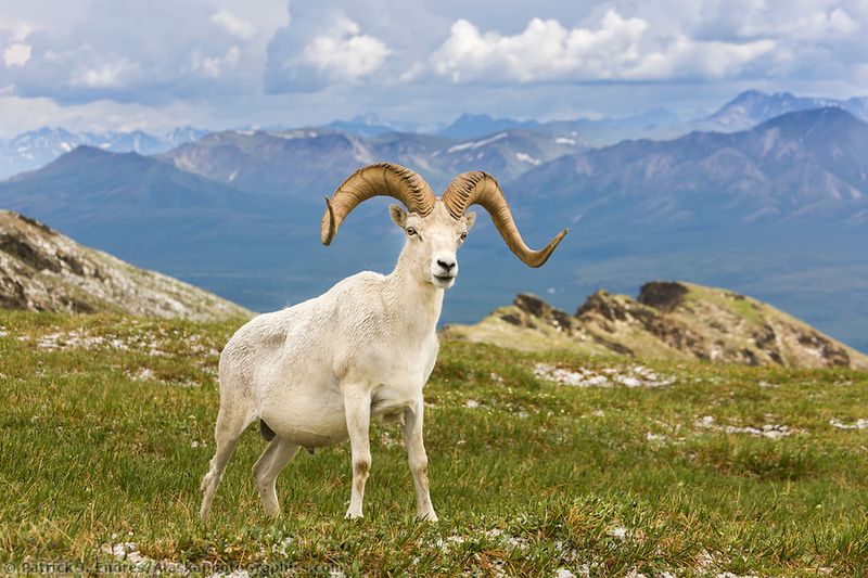 Dall Sheep