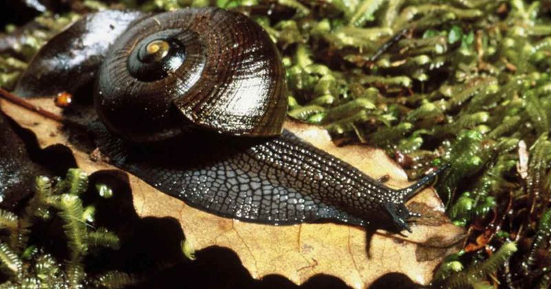 Conservation Crisis Concerns