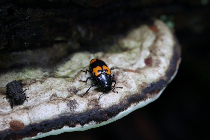 Fungus Fanatics