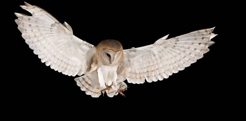 Barn Owls: Nighttime Navigation Experts