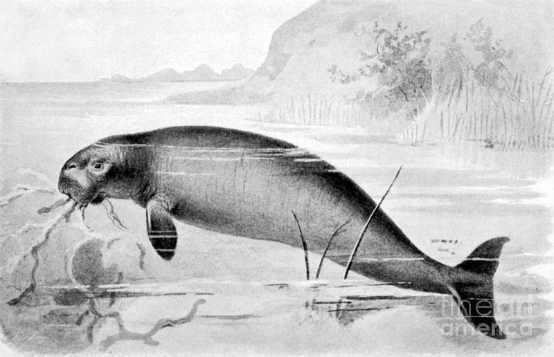 Steller's Sea Cow: The Gentle Giant