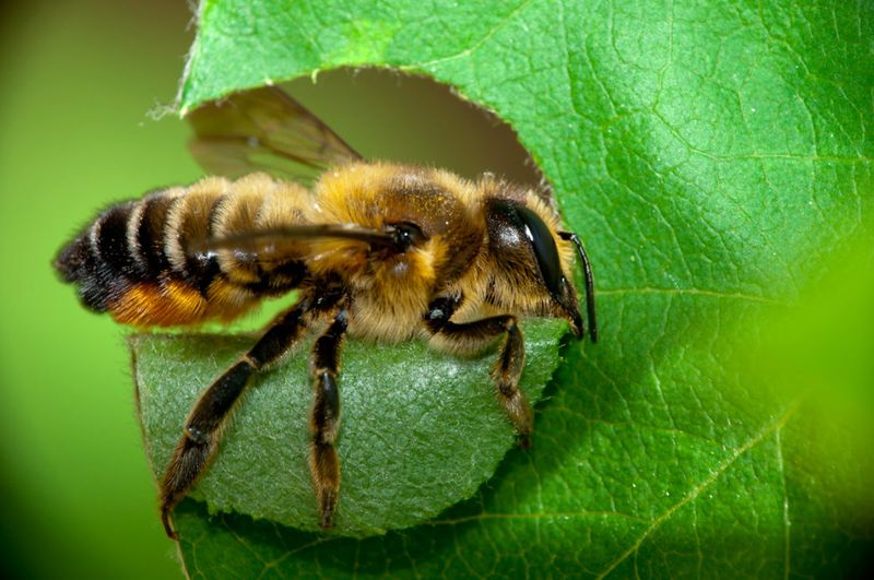 Leafcutter Bees