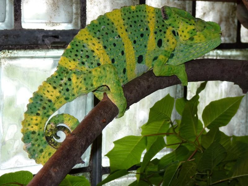 Meller's Chameleon