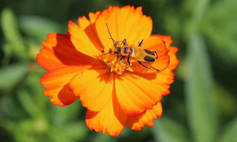Pollen Collectors