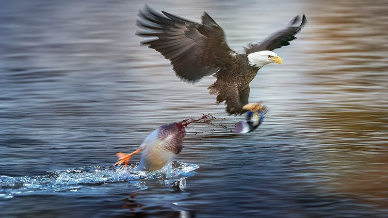 Waterfowl - Lakeside Lunches