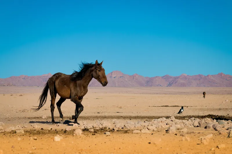 Namib Desert Horse