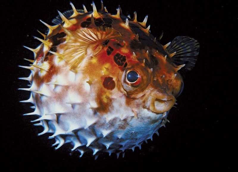 Pufferfish
