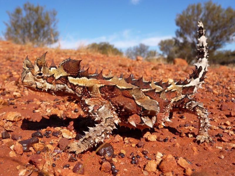 Thorny Devil: The Armored Desert Lizard