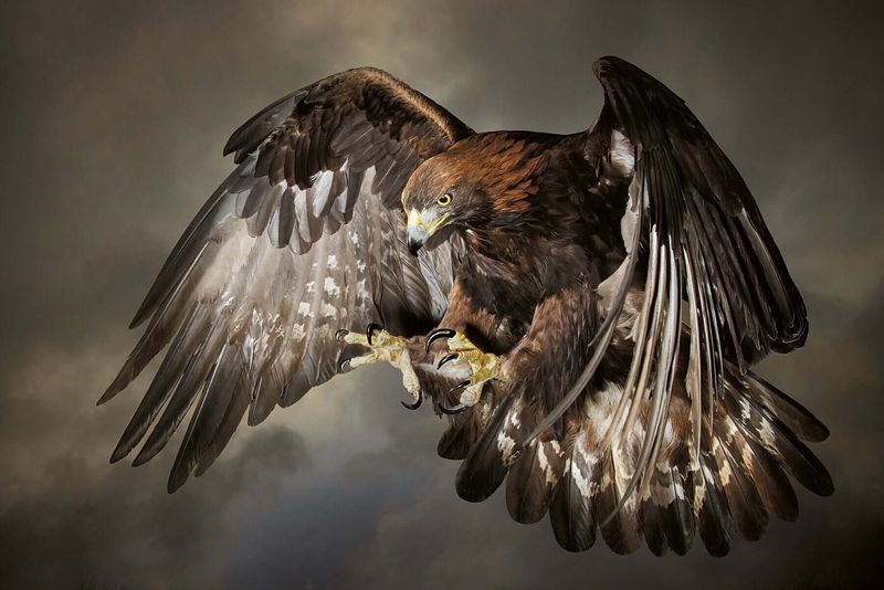 Golden Eagle