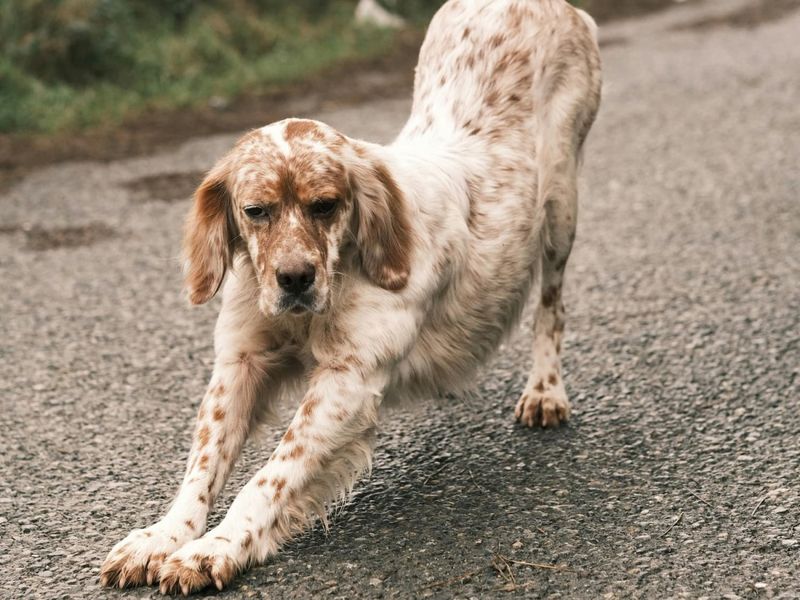 Slow-Motion Stretching