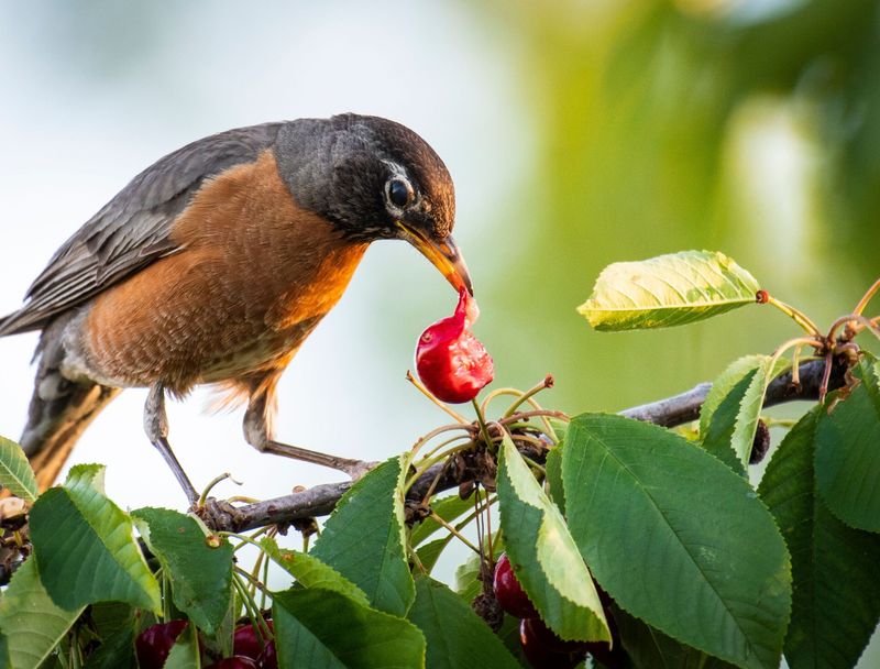 Fruit Tree Offerings