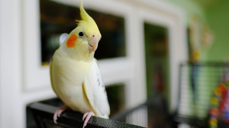 Bird Beak Grinding