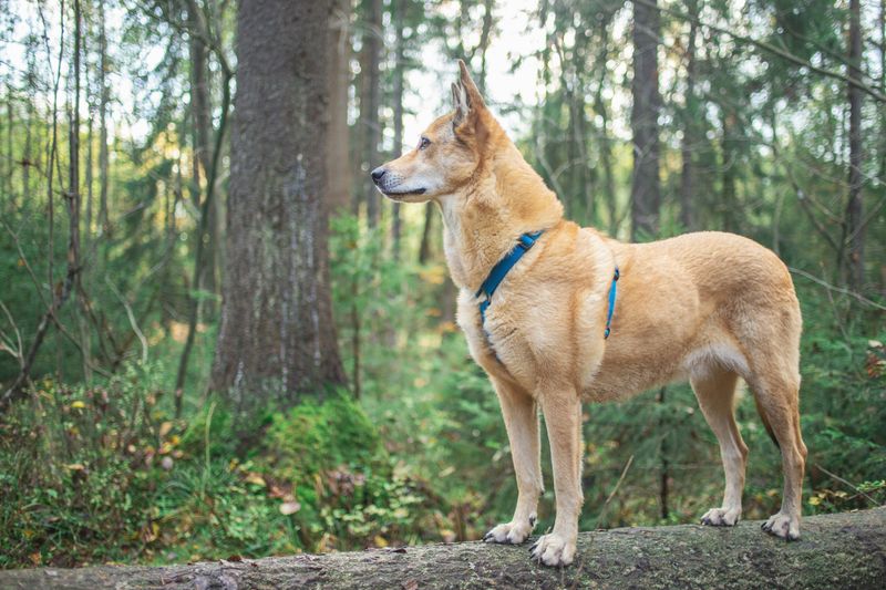 Carolina Dog
