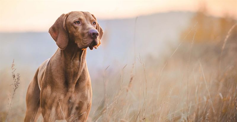 Vizsla: Velcro Hunters