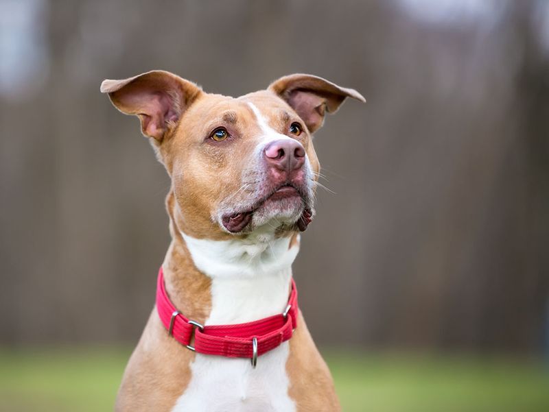 American Pit Bull Terrier: From Farm Helper To Wartime Hero