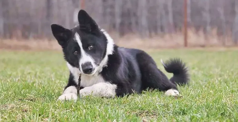 Karelian Bear Dog