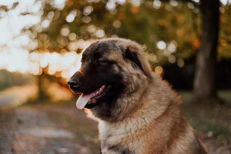 Estrela Mountain Dog – Portugal's Ancient Guardian