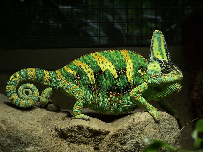 Small Lizards: Prey for Larger Species