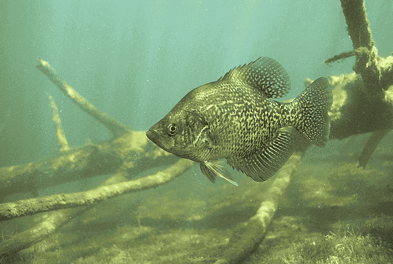 Crappie