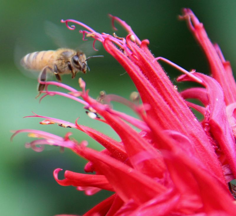 Bee Balm: Nature's Perfect Design