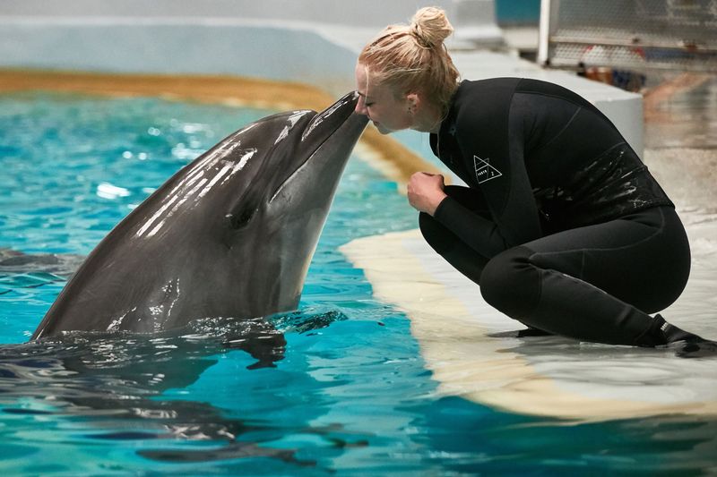 Dolphins