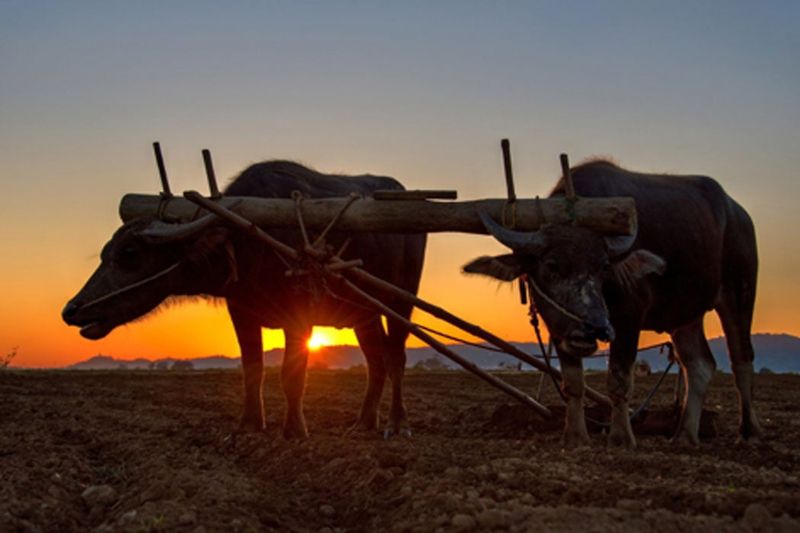 Oxen: Powerhouses Of Agricultural Expansion