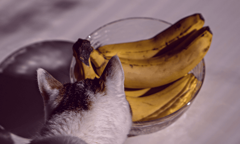 Banana Peels Baffle Feline Friends