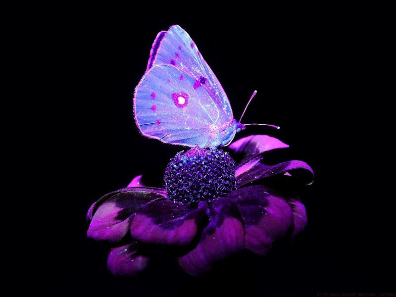Butterflies