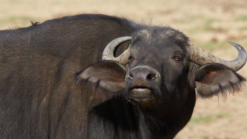 Wild Cattle Conservation: Protecting The Last Remaining Species