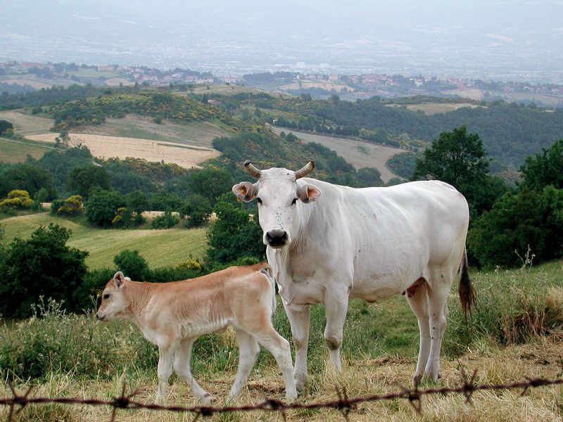 European Cattle Species: Heritage Breeds And Modern Varieties