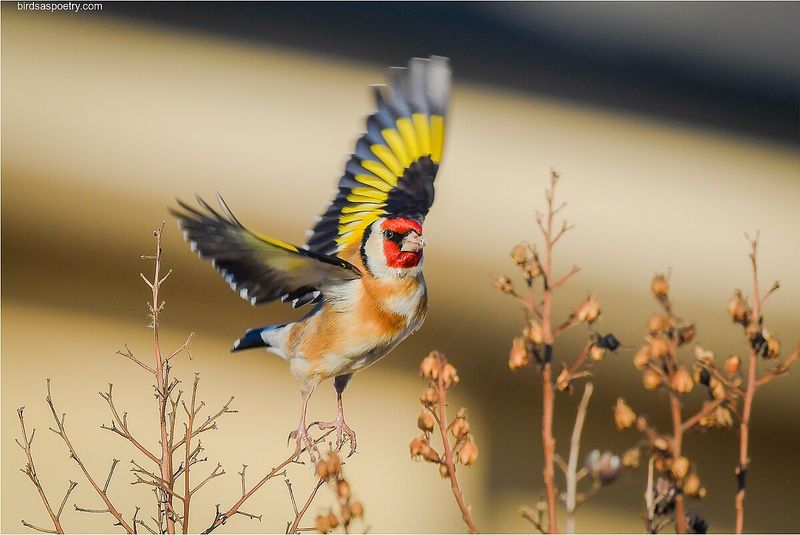 European Goldfinch: A Flash Of Color