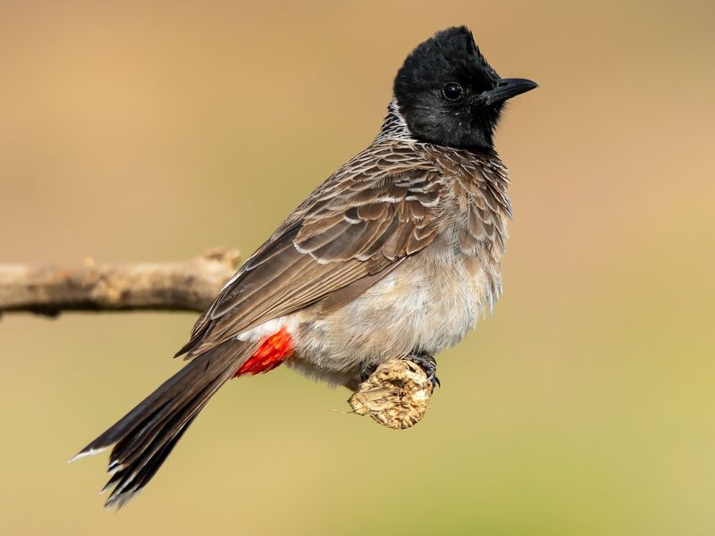 Red-Vented Bulbul